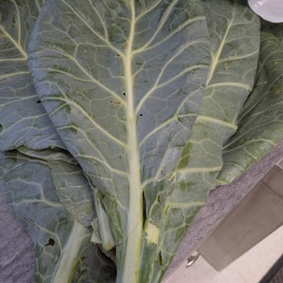 Vegetables