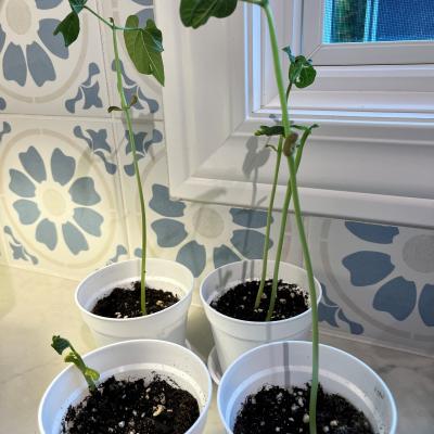 plants