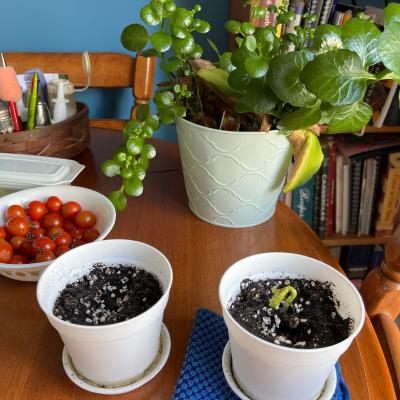 plants