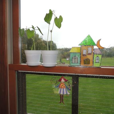 plants