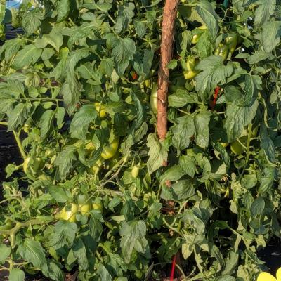 Garden produce
