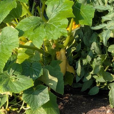 Garden produce
