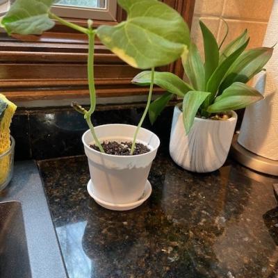 plants