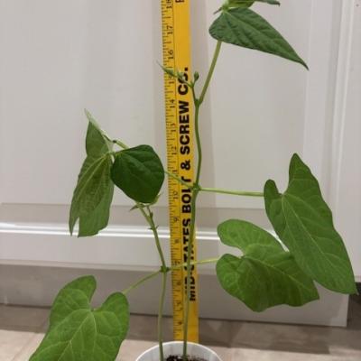 plants