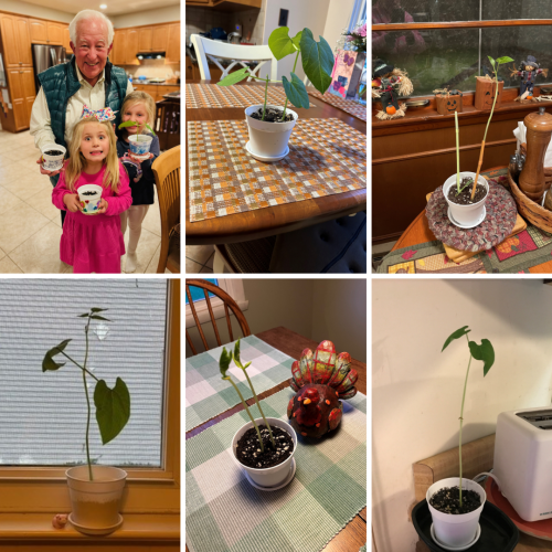 plants