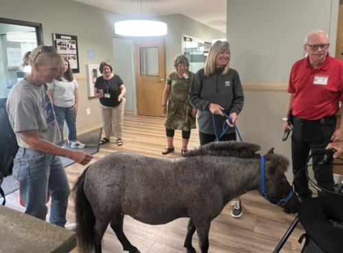 Therapy Horse