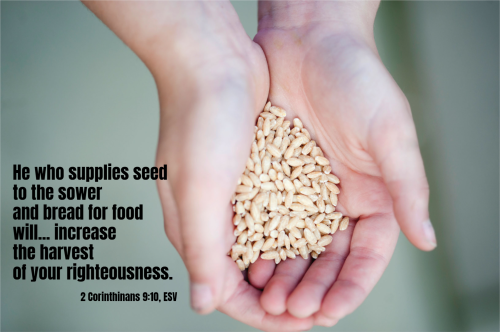 seeds